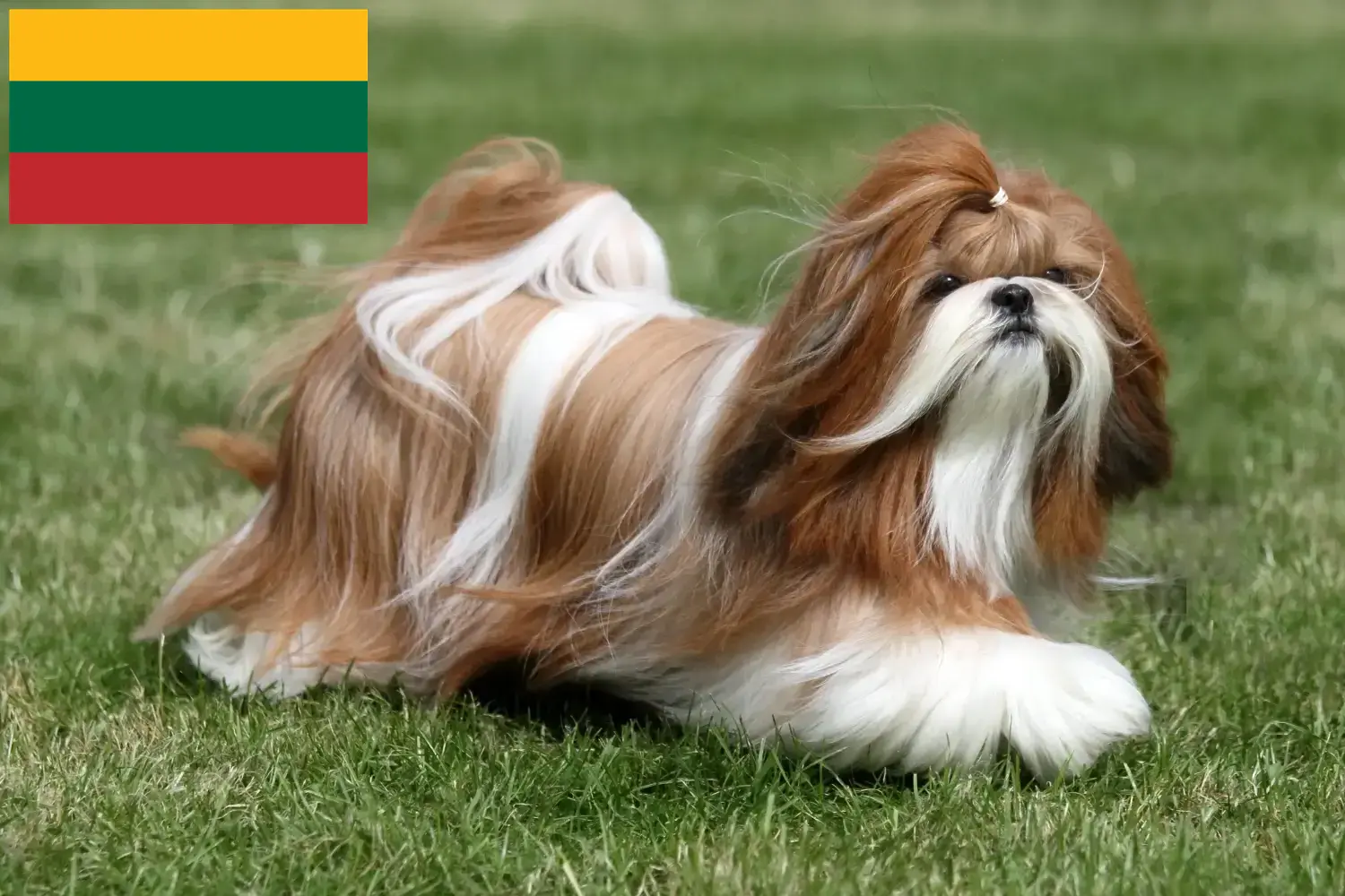 Read more about the article Shih Tzu breeders and puppies in Lithuania