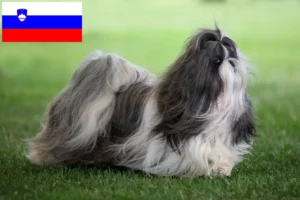 Read more about the article Shih Tzu breeders and puppies in Slovenia