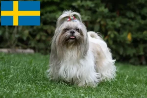 Read more about the article Shih Tzu breeders and puppies in Sweden