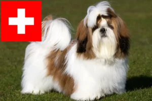 Read more about the article Shih Tzu breeders and puppies in Switzerland