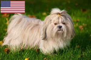 Read more about the article Shih Tzu breeders and puppies in the USA