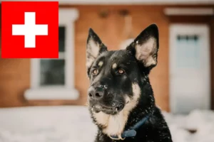 Read more about the article Shiloh Shepherd breeders and puppies in Switzerland