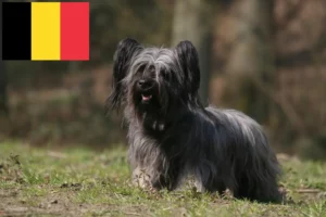 Read more about the article Skye Terrier breeders and puppies in Belgium