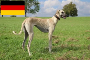 Read more about the article Sloughi breeders and puppies in Germany