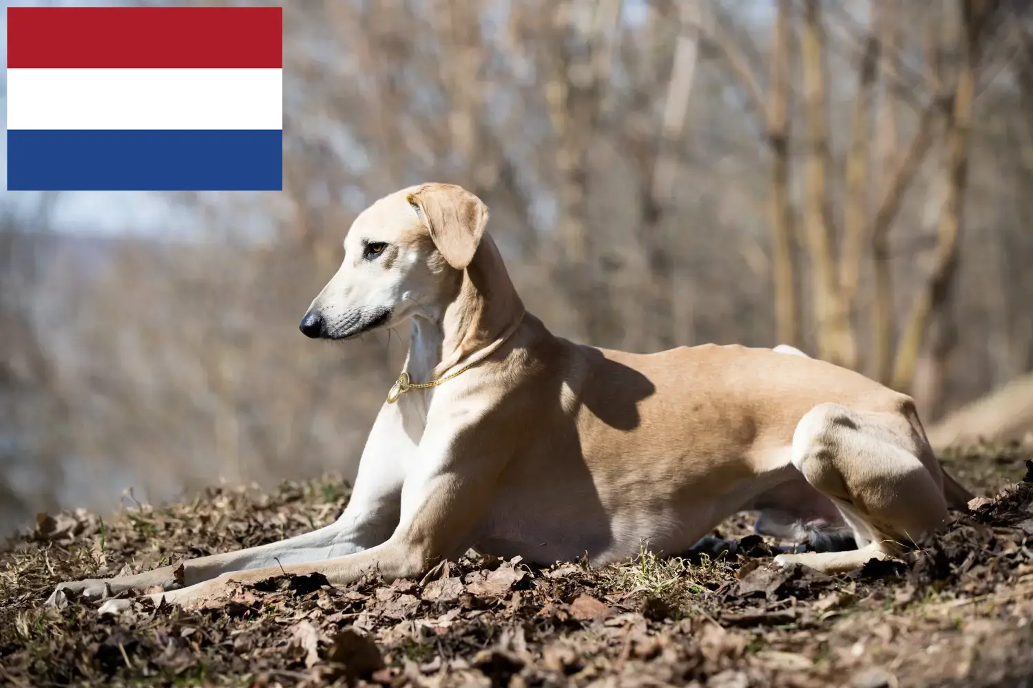 Read more about the article Sloughi breeders and puppies in the Netherlands