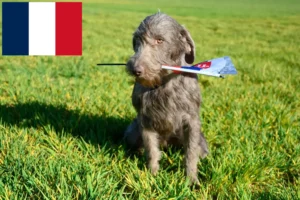 Read more about the article Slovakian Wirehaired Beard breeders and puppies in France