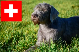 Read more about the article Slovakian Wirehaired Beard breeders and puppies in Switzerland