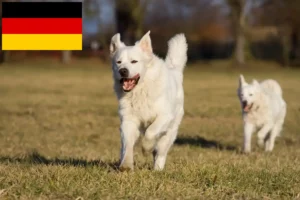 Read more about the article Slovensky Cuvac breeders and puppies in Germany