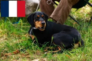 Read more about the article Slovenský kopov breeders and puppies in France