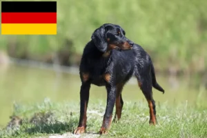 Read more about the article Slovenský kopov breeders and puppies in Germany