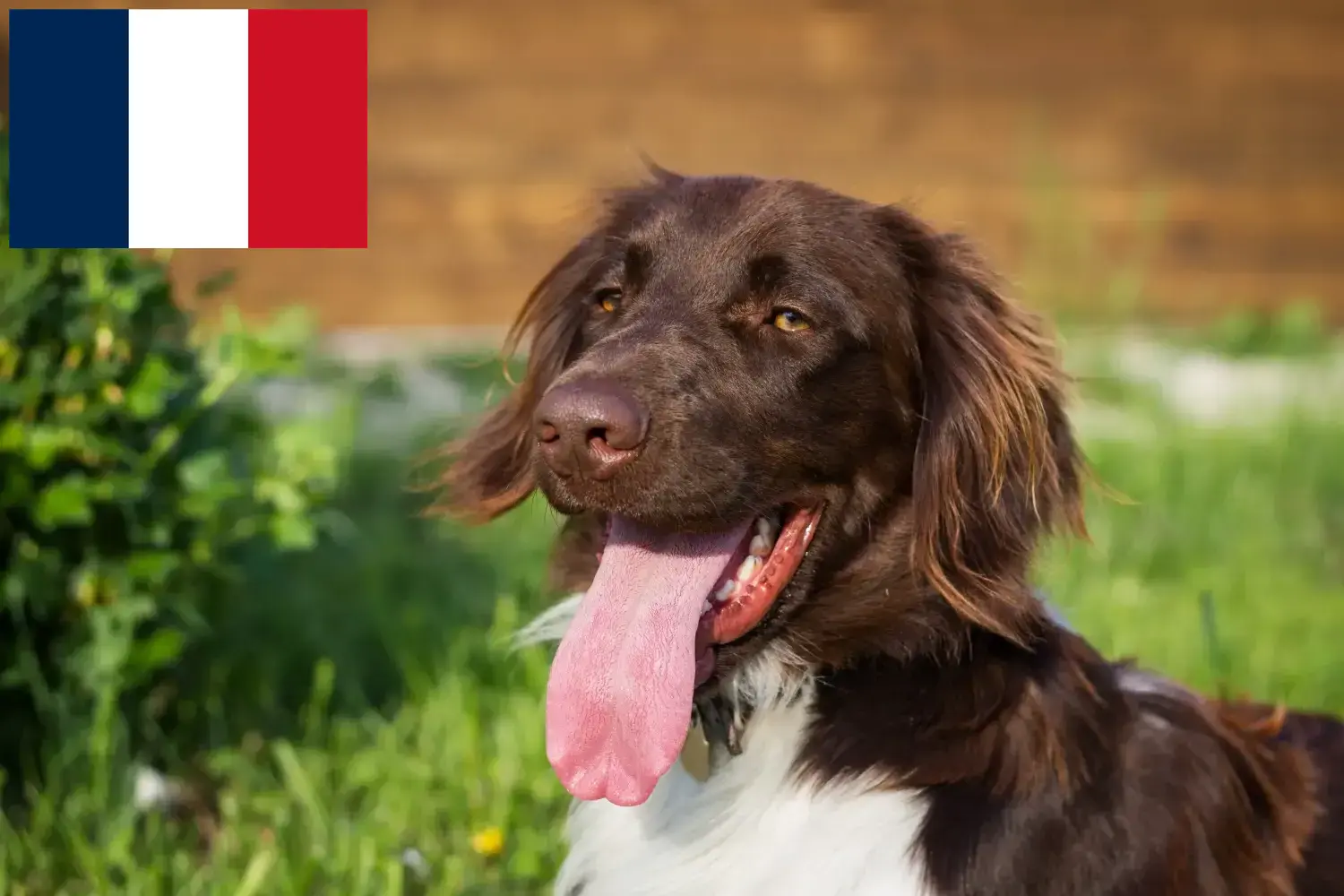 Read more about the article Small Münsterländer breeder and puppies in France