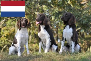 Read more about the article Small Münsterländer breeder and puppies in the Netherlands