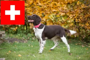 Read more about the article Small Münsterländer breeder and puppies in Switzerland