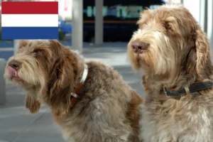 Read more about the article Spinone Italiano breeders and puppies in the Netherlands