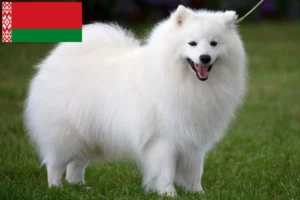 Read more about the article Spitz breeders and puppies in Belarus