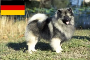 Read more about the article Spitz breeders and puppies in Germany