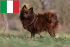 Read more about the article Spitz breeders and puppies in Italy