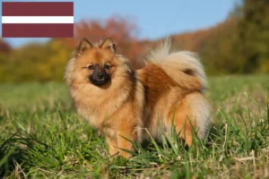 Read more about the article Spitz breeders and puppies in Latvia