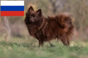 Read more about the article Spitz breeders and puppies in Russia