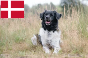 Read more about the article Stabij breeders and puppies in Denmark