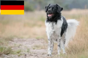 Read more about the article Stabij breeders and puppies in Germany