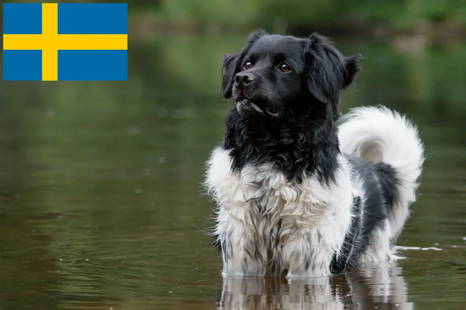 Read more about the article Stabij breeders and puppies in Sweden