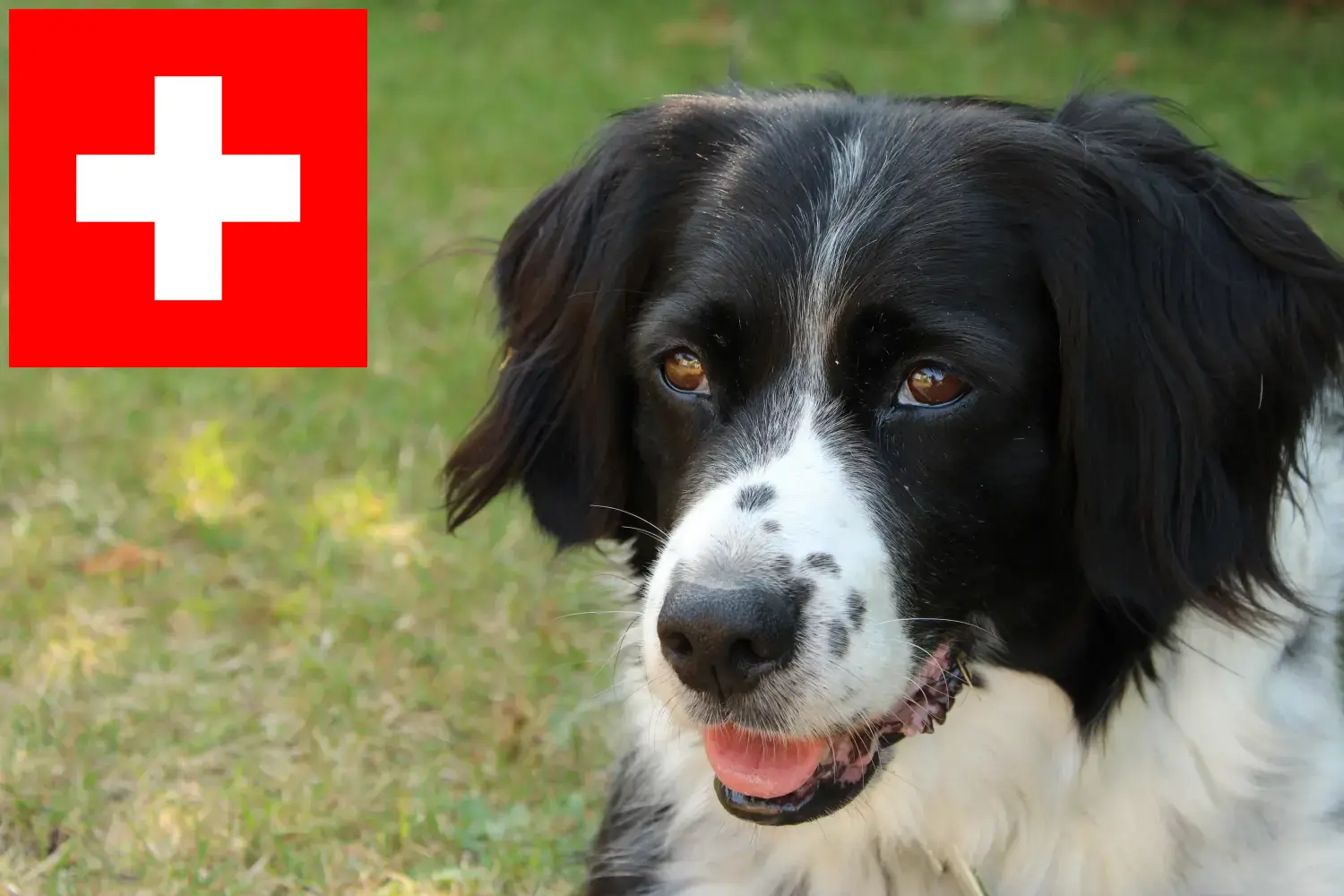 Read more about the article Stabij breeders and puppies in Switzerland