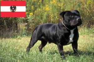 Read more about the article Staffordshire Bull Terrier breeders and puppies in Austria