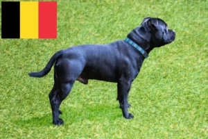 Read more about the article Staffordshire Bull Terrier breeders and puppies in Belgium