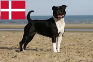 Read more about the article Staffordshire Bull Terrier breeders and puppies in Denmark