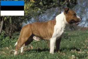 Read more about the article Staffordshire Bull Terrier breeders and puppies in Estonia