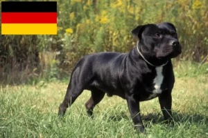 Read more about the article Staffordshire Bull Terrier breeders and puppies in Germany