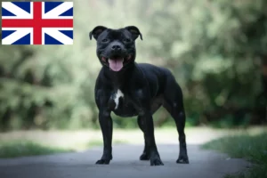 Read more about the article Staffordshire Bull Terrier breeders and puppies in the UK