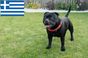Read more about the article Staffordshire Bull Terrier breeders and puppies in Greece