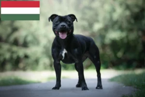 Read more about the article Staffordshire Bull Terrier breeders and puppies in Hungary