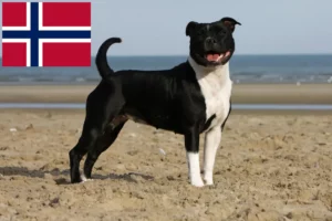 Read more about the article Staffordshire Bull Terrier breeders and puppies in Norway