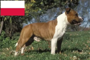 Read more about the article Staffordshire Bull Terrier breeders and puppies in Poland