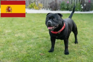 Read more about the article Staffordshire Bull Terrier breeders and puppies in Spain