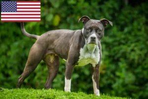 Read more about the article Staffordshire Bull Terrier breeders and puppies in the USA