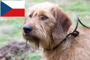 Read more about the article Styrian Wirehaired Dachshund breeders and puppies in the Czech Republic