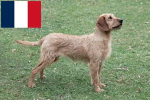 Read more about the article Styrian Wirehaired Dachshund breeders and puppies in France