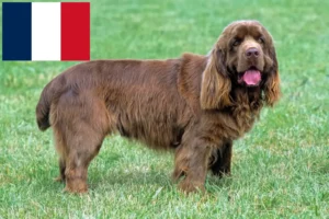 Read more about the article Sussex Spaniel breeders and puppies in France