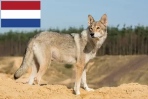 Read more about the article Tamaskan breeders and puppies in the Netherlands