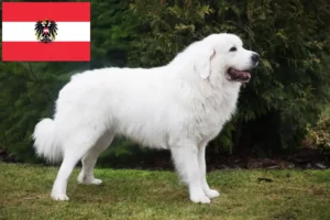 Read more about the article Tatra Sheepdog breeders and puppies in Austria