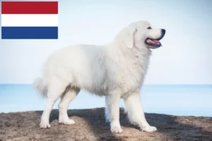 Read more about the article Tatra Sheepdog breeders and puppies in the Netherlands