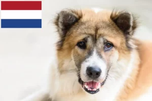 Read more about the article Thai Bangkaew Dog breeders and puppies in the Netherlands