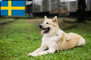 Read more about the article Thai Bangkaew Dog Breeder and Puppies in Sweden