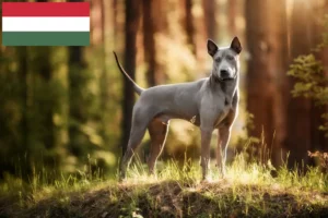 Read more about the article Thai Ridgeback breeders and puppies in Hungary