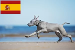 Read more about the article Thai Ridgeback breeders and puppies in Spain