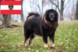 Read more about the article Tibetan Mastiff breeders and puppies in Austria